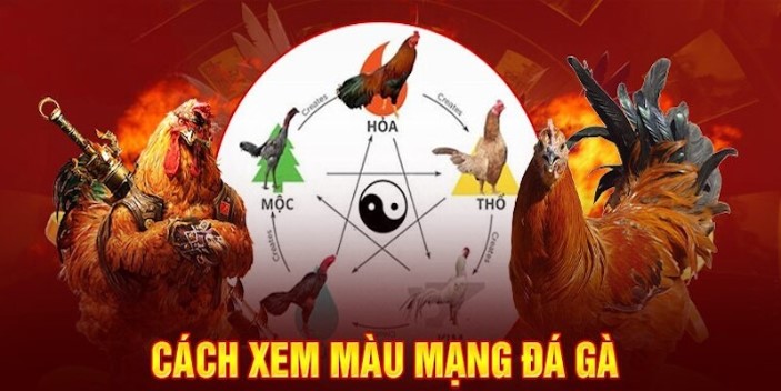 Giới thiệu các phương pháp xem màu gà mạng chuẩn xác nhất